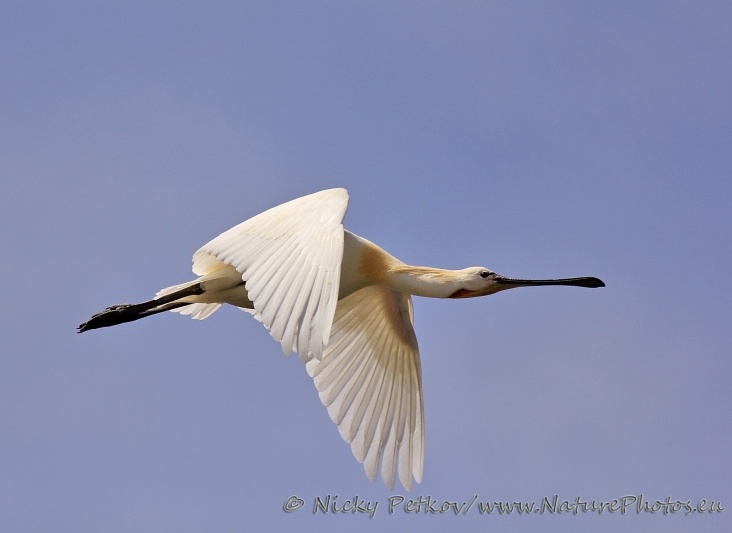 WildLife Photos of Birds, Spoonbills, Flamingos & others, Eurasian Spoonbill, Platalea leucorodia